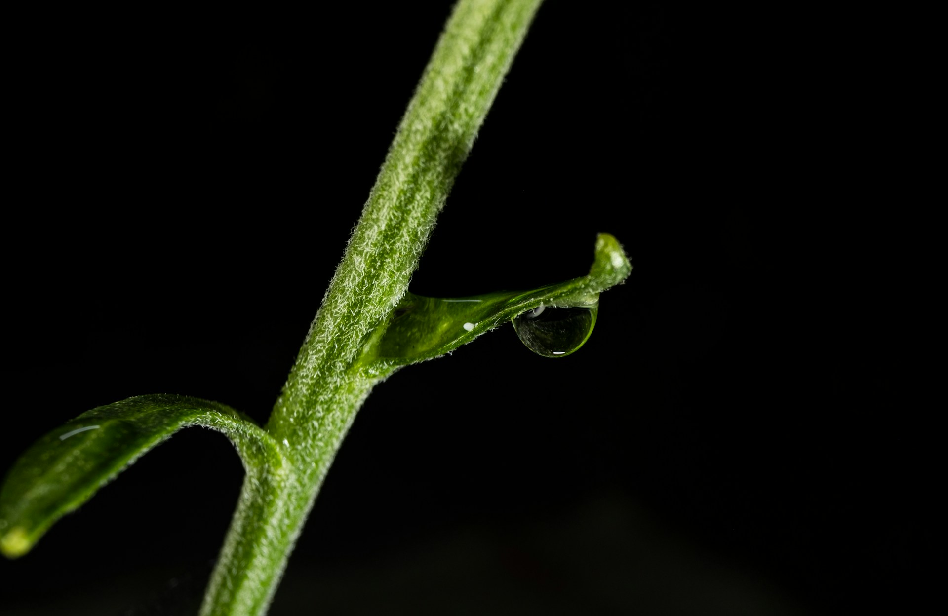 茎