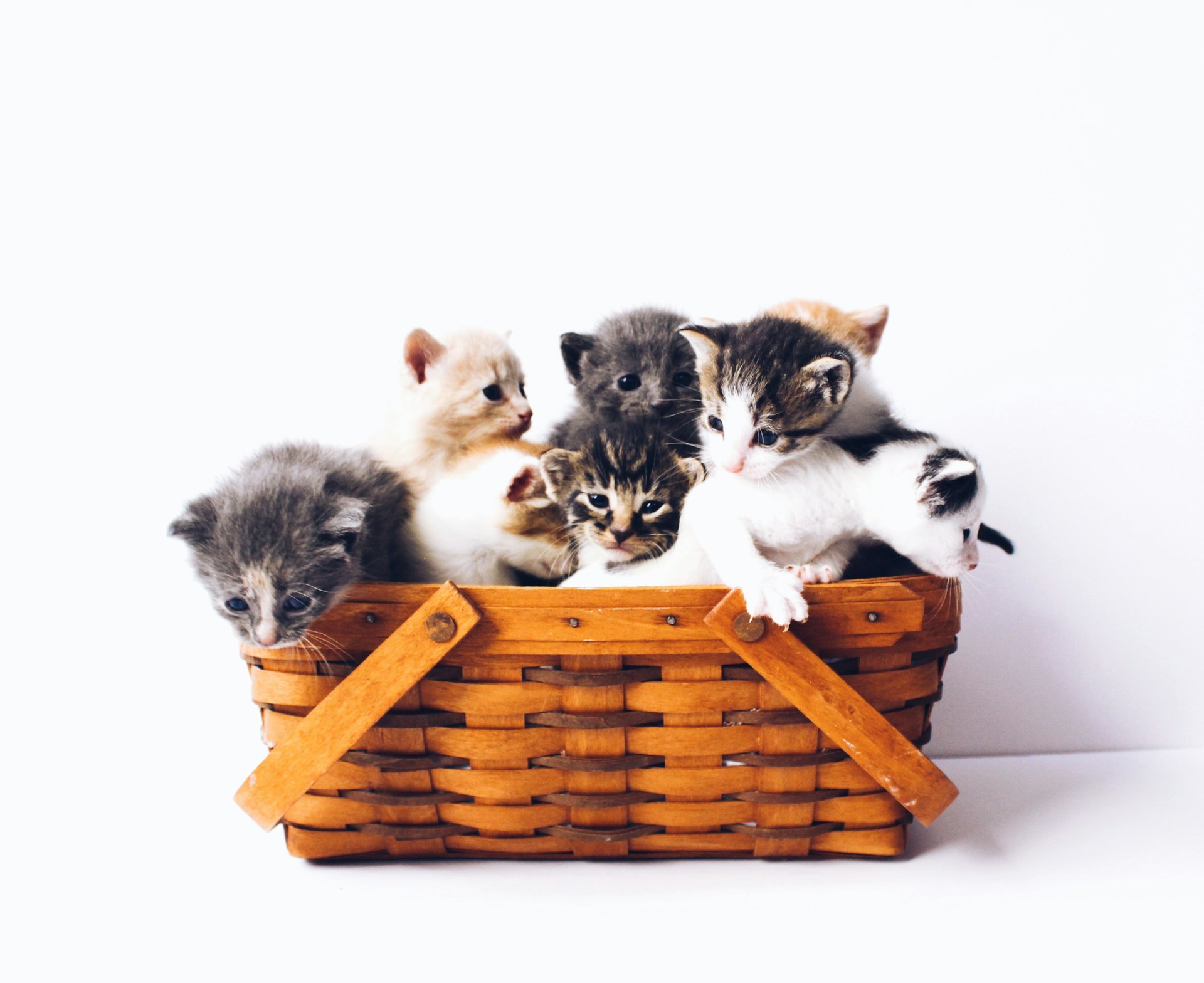 猫のおしっこ